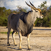 Villiera Game Drives